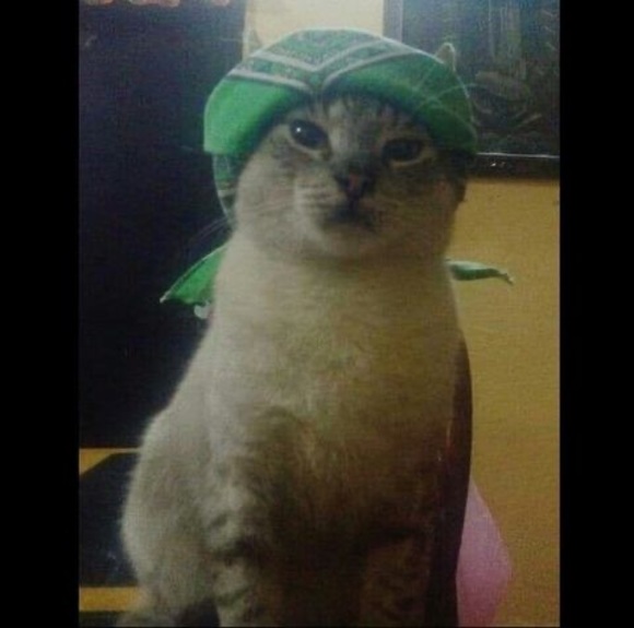 Meet your Posher, Lizbeth - Picture 1 of 1